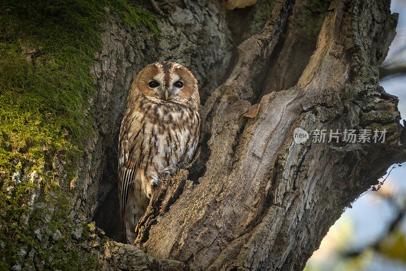 美丽的黄褐色猫头鹰(Strix aluco)